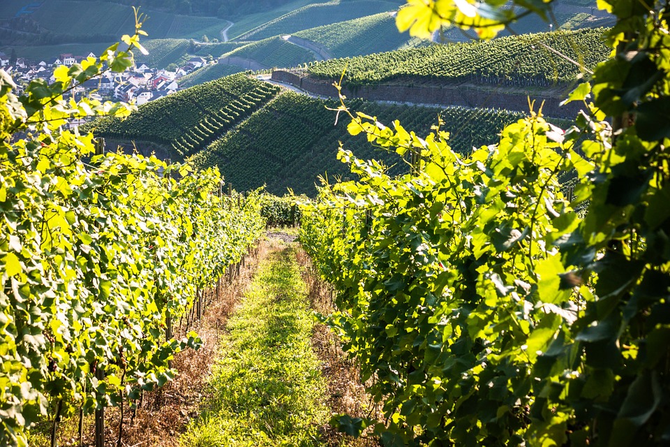Vers la fin des pesticides pour les vins de Bordeaux ?